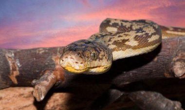 Indonesia:Umugore wari waraburiwe irengero yatahuwe mu nda y’uruziramire