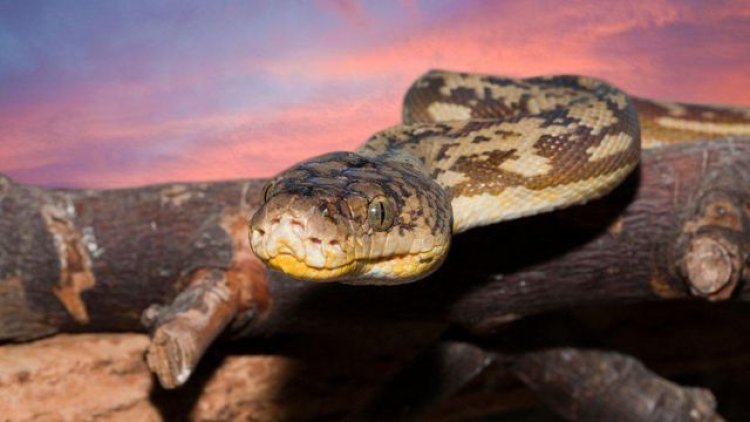 Indonesia:Umugore wari waraburiwe irengero yatahuwe mu nda y’uruziramire