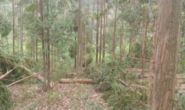 Ngoma:Umugabo yagwiriwe n'igiti yatemaga ahita yitaba Imana