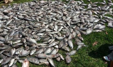 Relief for farmers as Rwanda adds  fish to insurance