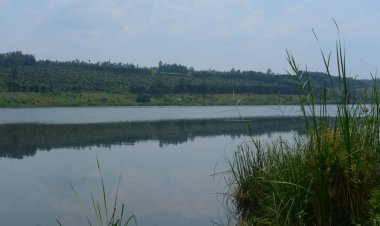 Rwamagana: Ifi yishe umusore nyuma yo kumurusha imbaraga ikamuroha  mu mazi