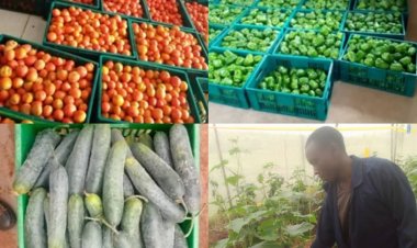 KOICA-backed MYI Project Empowers Women Farmers through Cooperative Agriculture