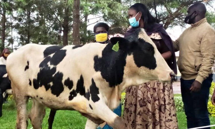 Iburasirazuba:Guverineri yavuze ku bihano bihabwa abayobozi bibye inka za Gira Inka