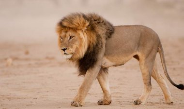 Intare yishe mukerarugendo ubwo yari asohotse mu ihema agiye kwituma