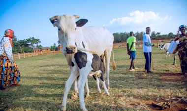 How the Girinka Program in Kayonza Has Benefited Its Recipients