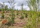 REMA, GEF-Funded Project, Caltris Tree Initiative Boosts Rwanda’s Climate Adaptation Efforts
