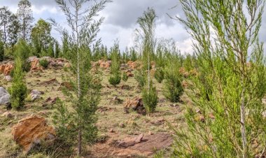 Kirehe: Hegitari zisaga 1400 zateweho ibiti bihangana n’imihindagurikire y’ibihe by'izuba