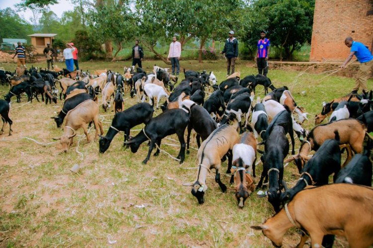 Kayonza Bets on Coffee to Fight Poverty and Climate Shock