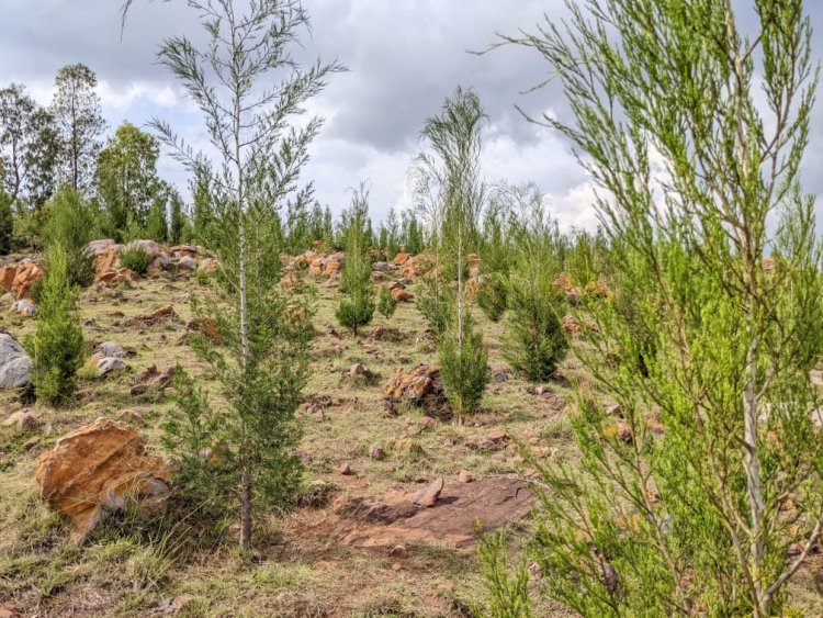 Kirehe: Hegitari zisaga 1400 zateweho ibiti bihangana n’imihindagurikire y’ibihe by'izuba